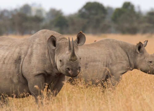 7 Days Ol Pejeta Sweetwaters Conservancy