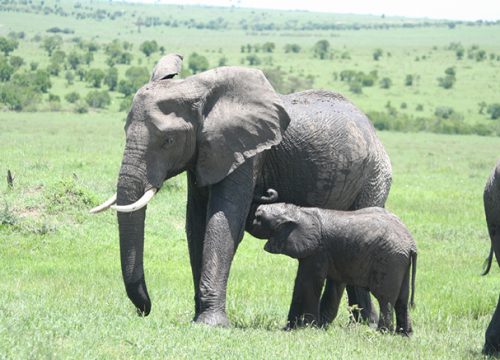 2 Days / 1Night: Aberdare National Park or Mt. Kenya National Park