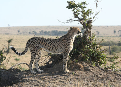 3 Days / 2 Nights: Amboseli National Park  – Tsavo National Park – Nairobi