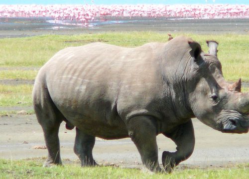 2 Days / 1Night: Lake Nakuru National Park