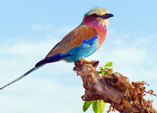 10 Day / 9 Night Birding Safari