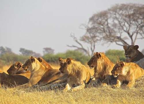 27 day East Africa Safari