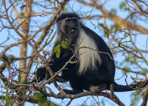 5 Days  Amboseli National Park