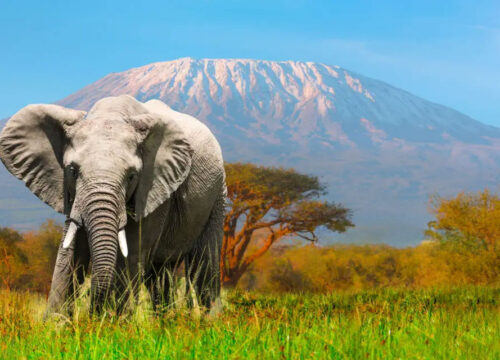 3 Days Amboseli