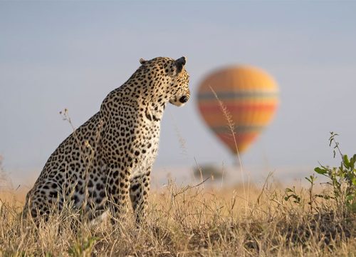 13 Days Kenya family wildlife  grand tour