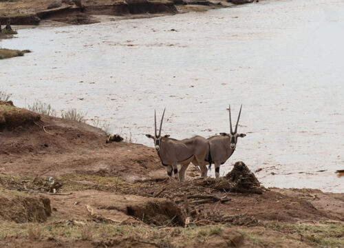 3days Budget Safari To Samburu