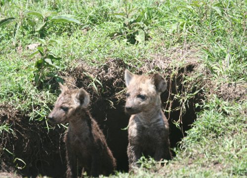 3 Days / 2 Nights: Masai Mara Game Reserve