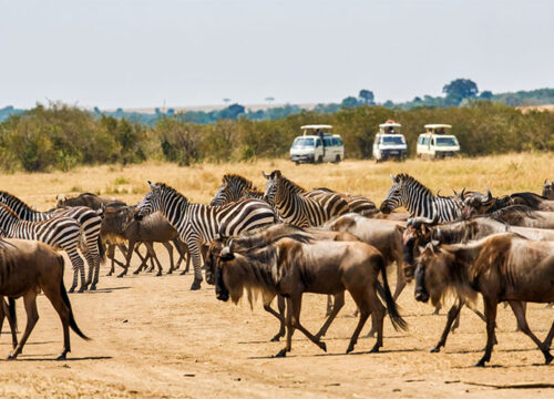 3 Days / 2 Nights: Masai Mara Camping Safaris