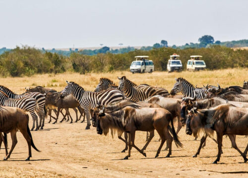 Adventurous & Active Safaris