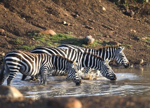 7 days Kenya Luxury Safari