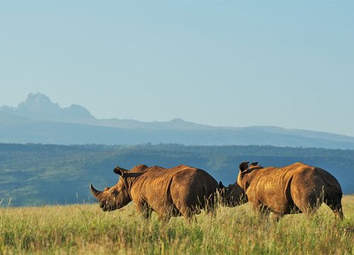 Mount Kenya National Park