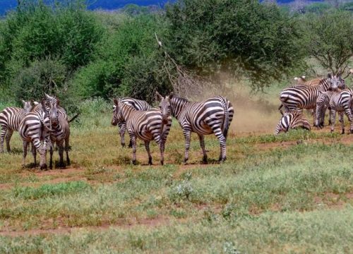 Tsavo National Park