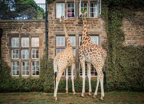 Giraffe Manor