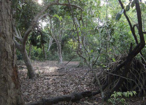 Kaya Kinondo Sacred Forest