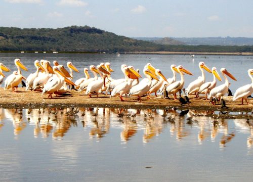 Lake Naivasha