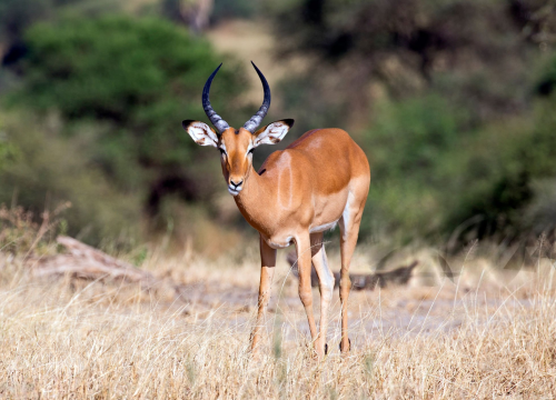 Samburu National Reserve