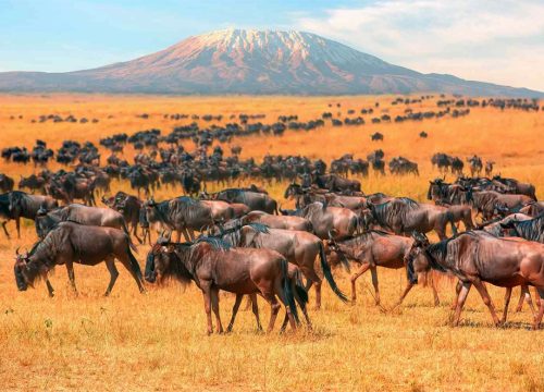 Masai Mara