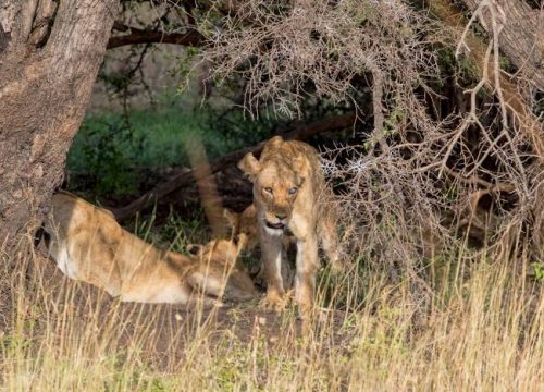 Meru National Park