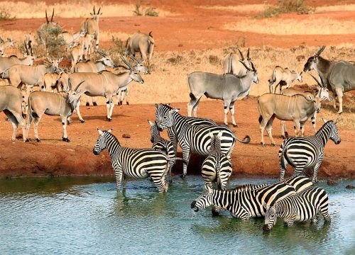 Tsavo West National Park